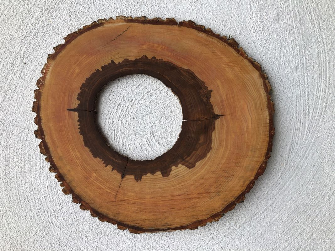 hohler Stamm