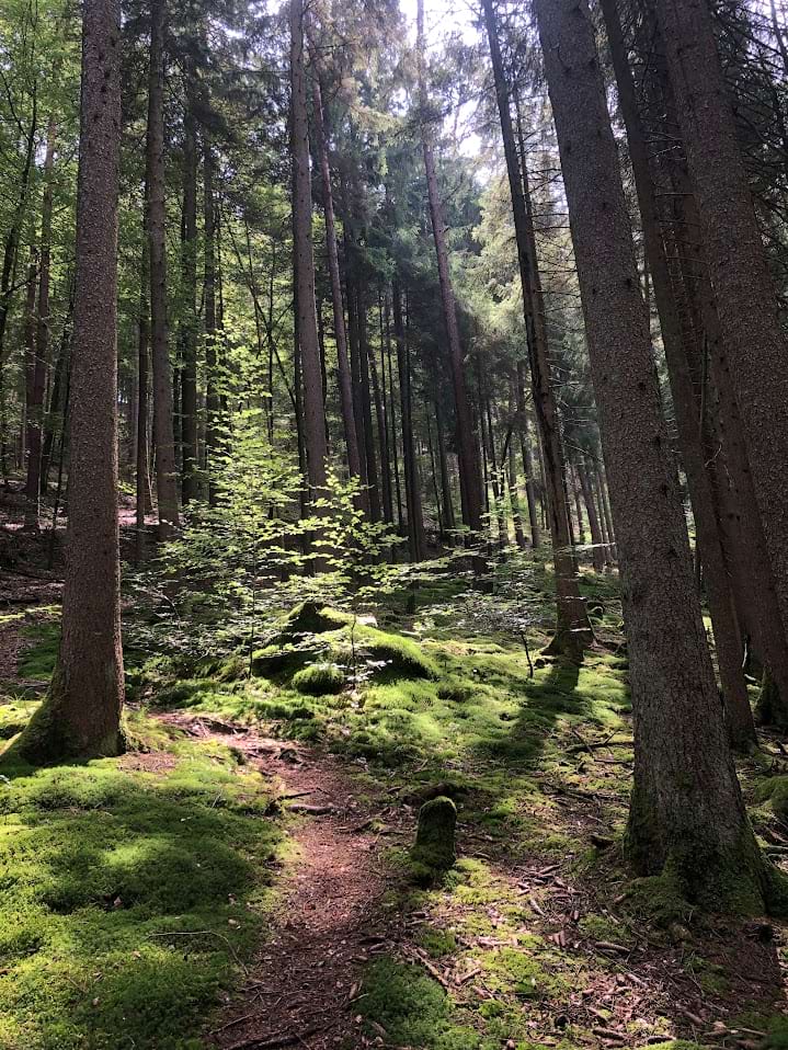 Wald